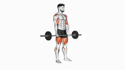 Barbell Biceps Curl