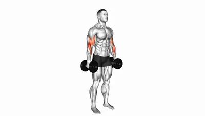 Dumbbell Biceps Curl